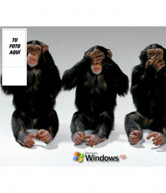 Monos haciendo los signos de no escuchar, no ver , no oír para poner de fondo para twitter con tu foto