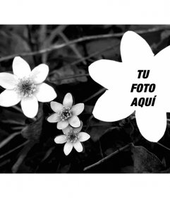 Collage con una foto de flores en blanco y negro y una foto subida por ti con forma de flor también