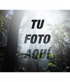 Collage de una foto en un bosque rodeada de naturaleza y árboles en la que podrás añadir una foto y texto online