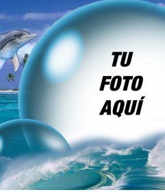 Delfines y una gran burbuja para poner tu foto gratis 