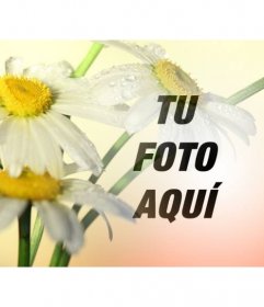 Foto collage con una imagen de unas margaritas con un fondo anaranjado donde colocar una foto y descargar gratis