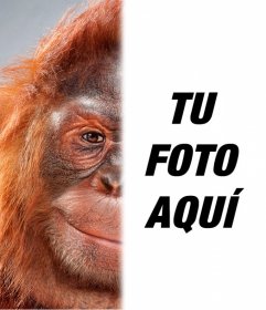 Foto montaje con la mitad de tu imagen convertida en  la cara de un orangután