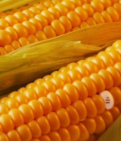 Fotomontaje para esconder tu foto en un grano de maíz y que lo encuentren tus amigos