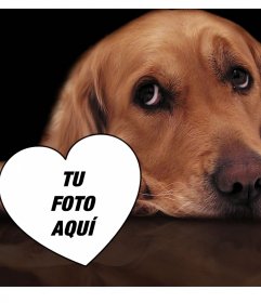 Fotomontaje de amor con un tierno perro para añadir tu foto a un corazón