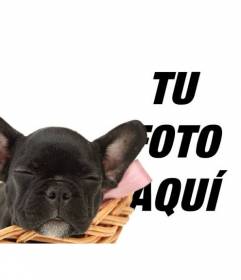 Añade este perrito negro Bulldog a tus imágenes y personalizarlas con texto
