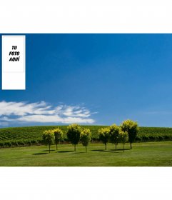 Fondo de pantalla para twitter con un cielo azul y viñas de fondo