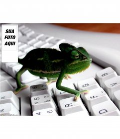 Fundo para Twitter com uma imagem de um camaleão em um teclado. Personalize com sua foto ao lado