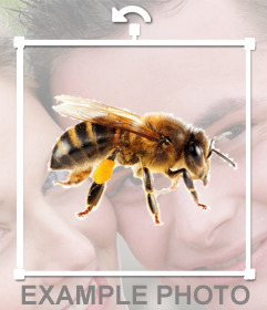 Uma etiqueta abelha que você pode colocar em suas fotos muito facilmente