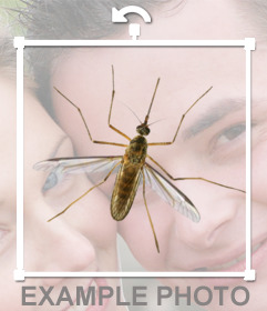 Fotomontagem on-line para colocar um mosquito em suas fotos