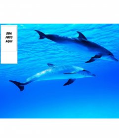 Twitter fundo de um oceano com golfinhos, personalizados com sua própria foto