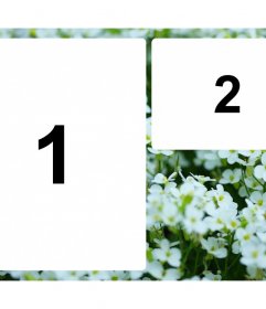 Colagem de duas fotos com flores brancas