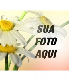 Colagem de fotos com uma imagem de flores margarida com um fundo laranja onde você pode colocar uma foto e fazer o download gratuito