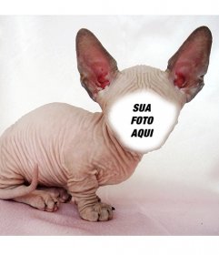 Fotomontagem de um gato Sphynx calvo com orelhas grandes, onde você pode colocar seu rosto