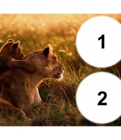 Colagem de duas fotos com uma leoa e seu filhote