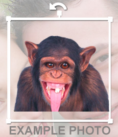 Etiqueta de um macaco engraçado