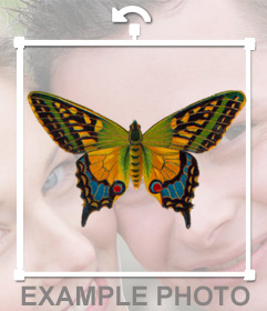 Coloque suas fotos que decoram uma borboleta colorida