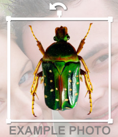 Etiqueta com um besouro verde para colocar em suas fotografias. bichos-pau