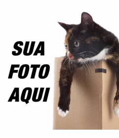 Fotomontagem para colocar um gatinho em uma caixa em uma de suas fotos
