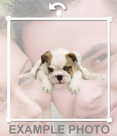 Sticker di un cucciolo di cane toro che è possibile aggiungere nelle tue foto