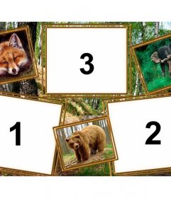 Collage di animali per modificare con le tre foto di te stesso