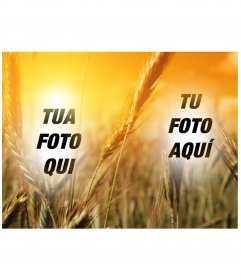 Fotomontaggio in cui mettere la tua foto tra il primo piano di punte rosolare sotto il sole, come un collage. giallo Precedenza e riflessi dorati di cereali e di sole