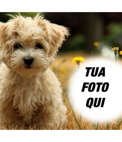Effetto Foto con un cucciolo carino dove è possibile aggiungere la vostra foto gratis