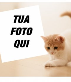 Effetto Foto con un simpatico gattino per caricare la vostra foto preferita