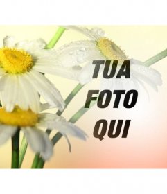 Collage di foto con limmagine di fiori margherita con uno sfondo arancione dove è possibile inserire una foto e scaricare gratuitamente