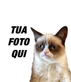 Fotomontaggio con Grumpry gatto, meme che è diventato famoso in tutto il Internet