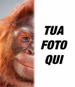 Fotografia di montaggio con metà del tuo viso trasformato in un orango