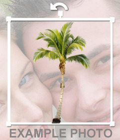 Mettere una palma sulle foto e crea un effetto che si è su una spiaggia caraibica