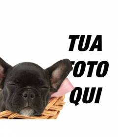 Aggiungi questo cucciolo Bulldog nero alle immagini e personalizzarli con il testo