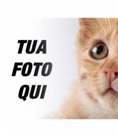 Aggiungi questo gattino biondo alle tue foto e personalizzarli con testo libero e online