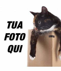 Fotomontaggio di mettere un gattino in una scatola in una delle vostre immagini