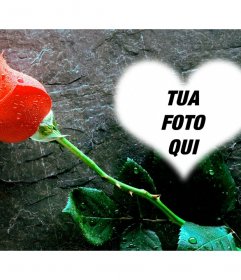 Metti una foto allinterno di un cuore con una rosa accanto a questa foto effetto lamore che si può inviare come una cartolina