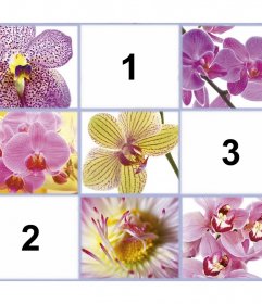 Freie Collage mit schönen Blumen drei Ihrer Fotos hinzufügen Editierbare Fotoeffekt