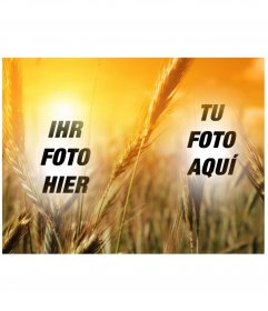 Fotomontage, in der zu deinem Bild zwischen dem Vordergrund der Spikes Bräunung in der Sonne, wie eine Collage setzen. Precedence Gelb-und Goldtönen von Getreide und Sonne