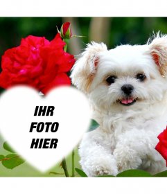 Freie Wirkung der Liebe mit einem niedlichen Welpen und rote Blumen Ihr Foto