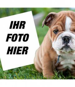 Online-Effekt mit einer englischen Bulldogge, wo Sie Ihr Foto