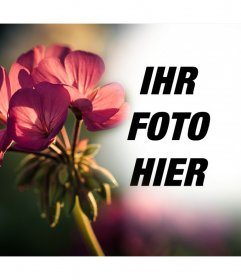 Gratis Foto-Effekt, um Ihre Fotos mit einem Filter einer Blume