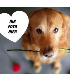 Romantische Fotoeffekt mit einem Hund und einer Rose Ihr Foto hinzufügen