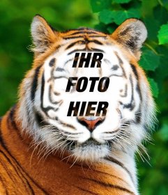Fotomontage eines Tigers Ihr Bild auf seinem Gesicht