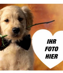 Laden Sie Ihr Foto zu diesem Zweck mit einem sanften Hund und eine Rose