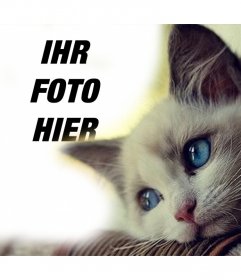 Effekt mit einem niedlichen blauen Augen Katze Ihr Foto
