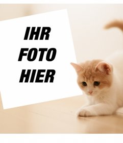 Foto-Effekt mit einem niedlichen Kätzchen Ihr Lieblingsfoto