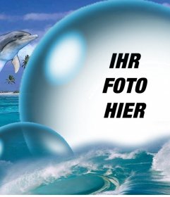 Delphine und eine große Blase Ihr Foto kostenlos 