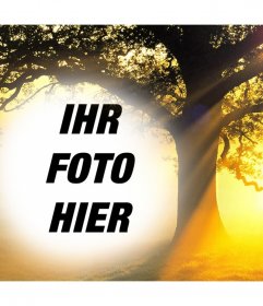 Bearbeiten Sie diese Foto-Collage von einem Sonnenuntergang mit einem Baum Ihr Foto kostenlos