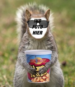 Setzen Sie Ihr Gesicht in ein Eichhörnchen mit einer Hipster Sonnenbrillen und eine Dose Erdnüsse