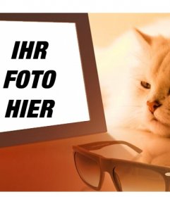 Fotomontage einer gelangweilten Katze sehen Sie Ihr Foto, in dem Sie das Bild Sie wollen