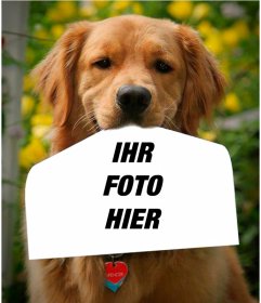 Fotomontage mit einem Hund hält ein Foto mit der Nase in einer lustigen Art und Weise. Dieser Golden Retriever
